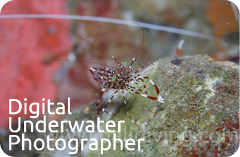 PADI Underwater Photographer